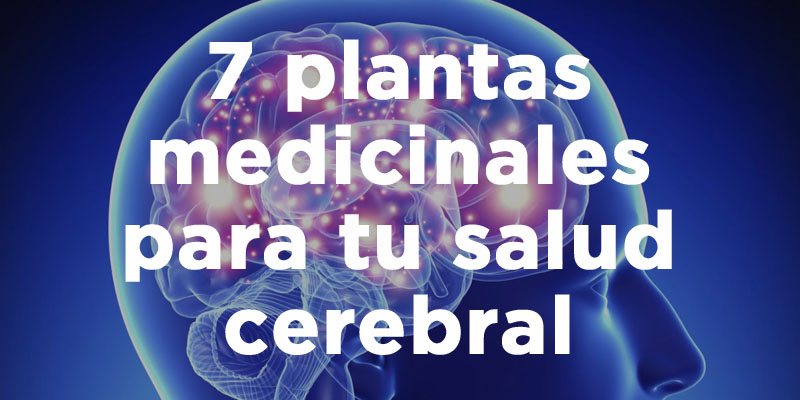 7 Plantas Medicinales Para Tu Salud Cerebral