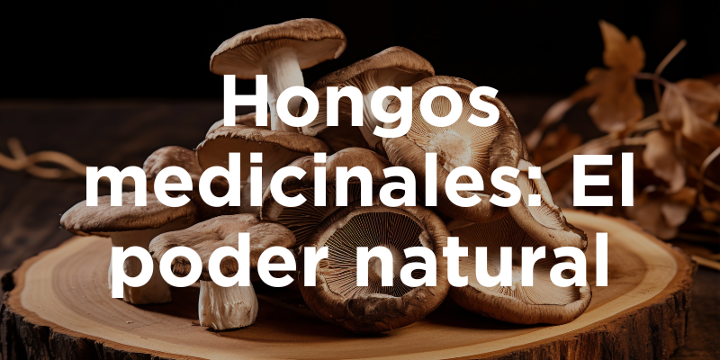 Hongos medicinales: El poder natural
