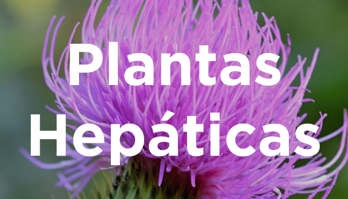 Plantas Hepáticas