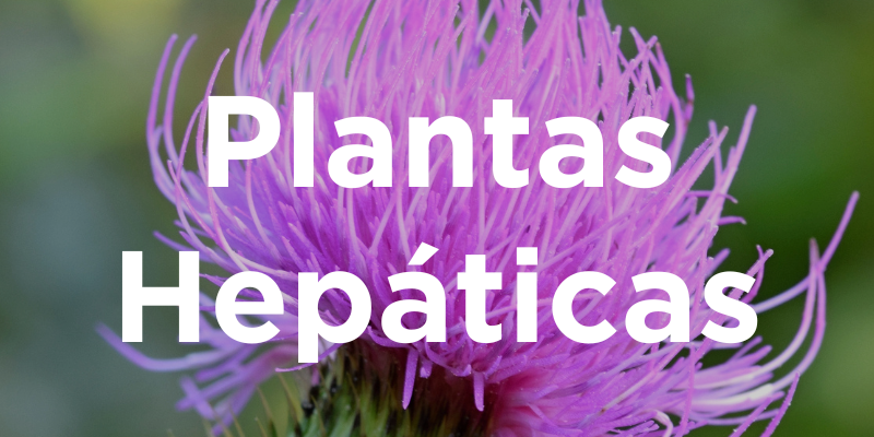 Plantas Hepáticas