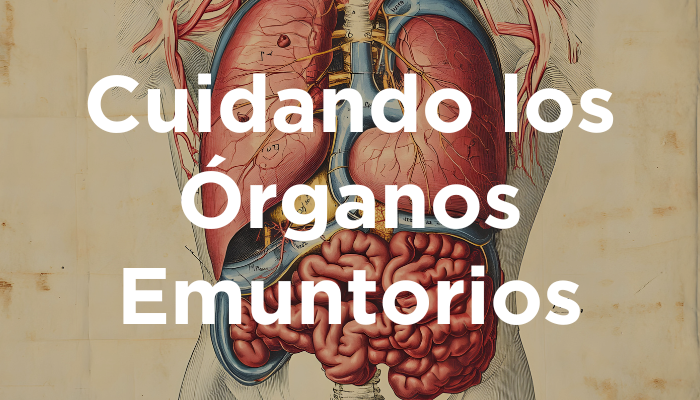 Cuidando Los Órganos Emuntorios