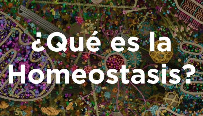 ¿Qué Es La Homeostasis?