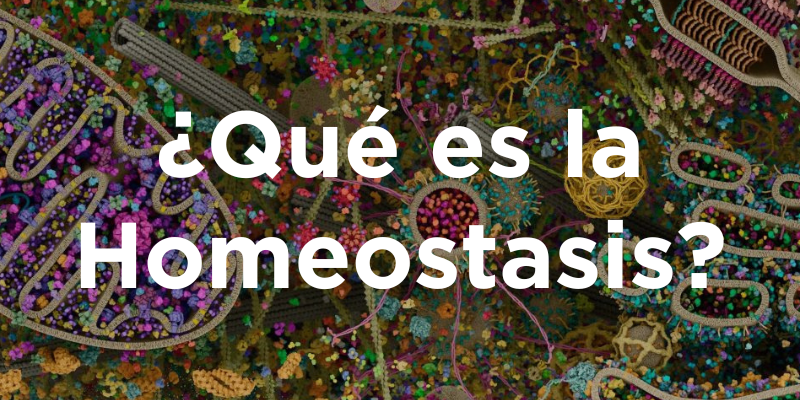 ¿Qué es la Homeostasis?