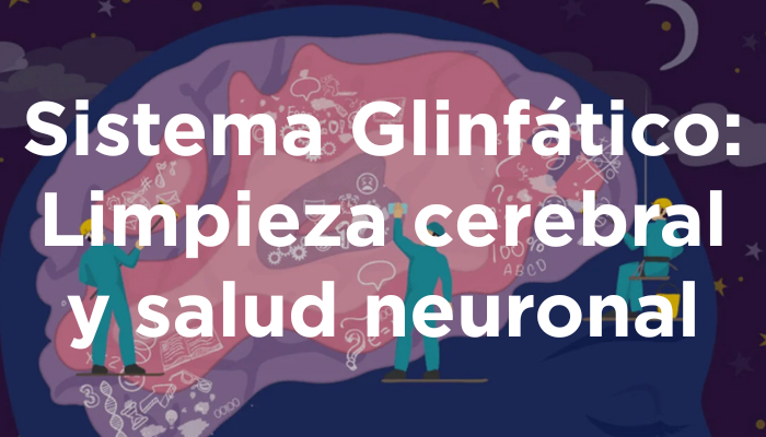 Sistema Glinfático: Limpieza Cerebral Y Salud Neuronal