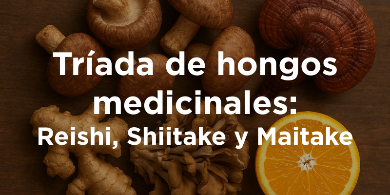 Tríada de hongos medicinales: Reishi, Shiitake y Maitake