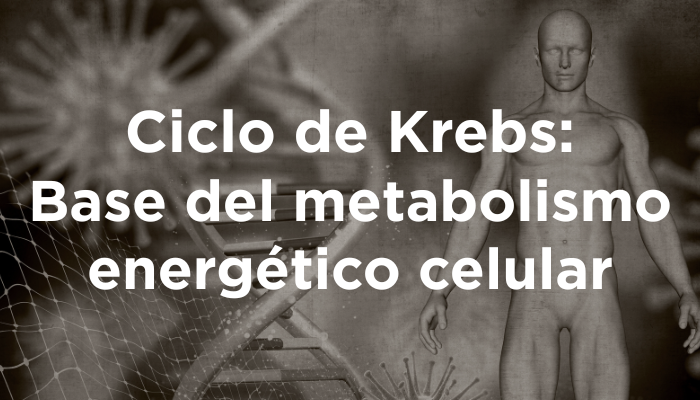 Ciclo De Krebs: Base Del Metabolismo Energético Celular