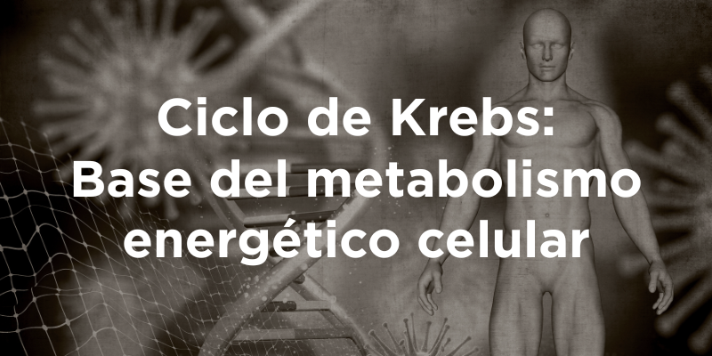 Ciclo de Krebs: Base del metabolismo energético celular