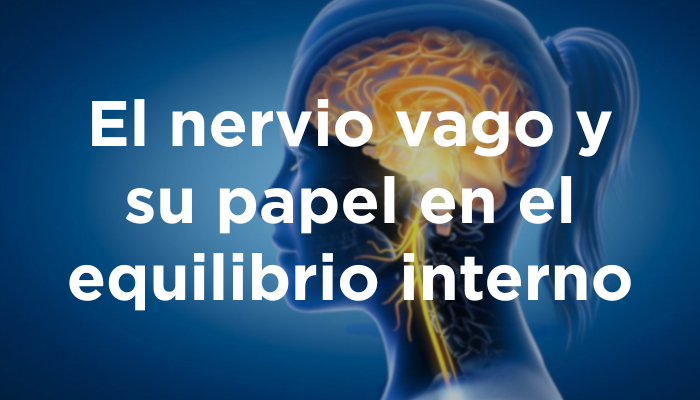 El Nervio Vago Y Su Papel En El Equilibrio Interno
