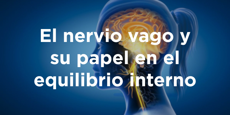 El nervio vago y su papel en el equilibrio interno