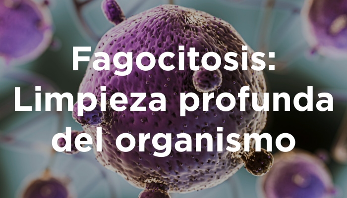 Fagocitosis: Limpieza Profunda Del Organismo