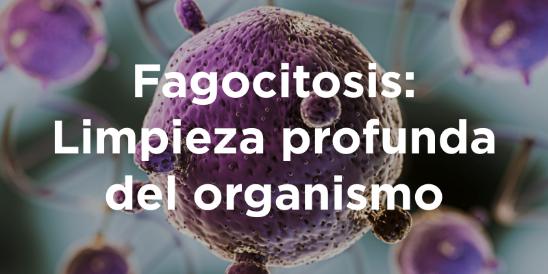 Fagocitosis: Limpieza profunda del organismo