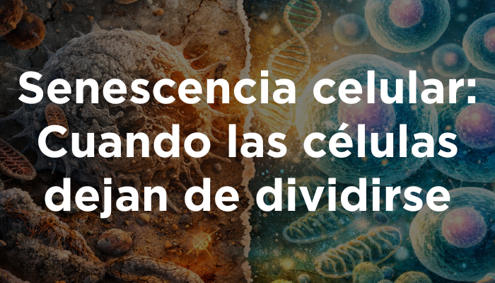 Senescencia Celular: Cuando Las Células Dejan De Dividirse
