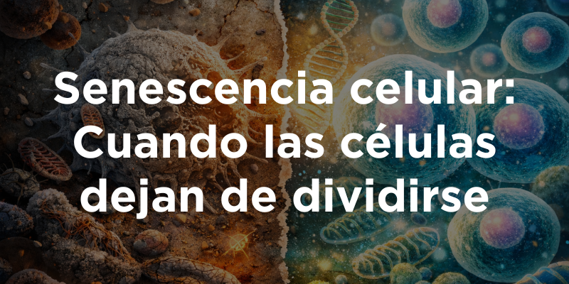 Senescencia celular: Cuando las células dejan de dividirse