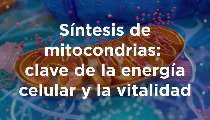 Síntesis De Mitocondrias: Clave De La Energía Celular Y La Vitalidad
