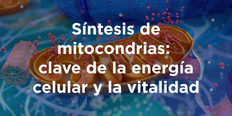 Síntesis de mitocondrias: clave de la energía celular y la vitalidad