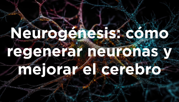 Neurogénesis: Cómo Regenerar Neuronas Y Mejorar El Cerebro