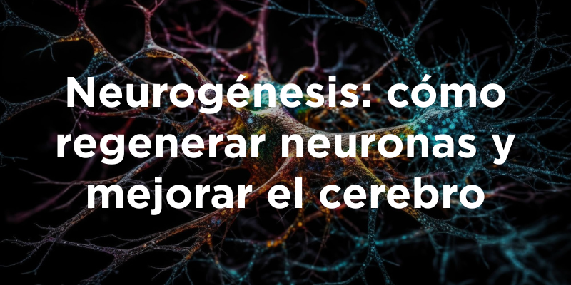 Neurogénesis: cómo regenerar neuronas y mejorar el cerebro