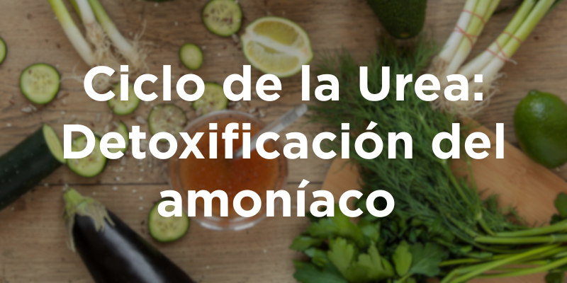 Ciclo de la Urea: Detoxificación del amoníaco